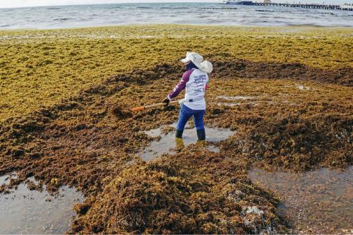sargazo Un trabajador retira sargazo de la orilla de la playa de Playa del Carmen en el estado de Quintana Roo, México, el 18 de junio de 2025. ELIZABETH RUIZ/AFP via Getty Images