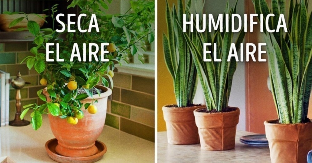 10 Plantas que absorben la humedad del baño