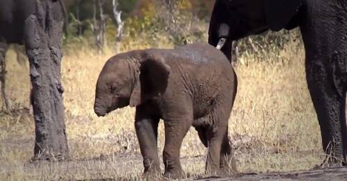 VIDEO: A este bebé elefante le falta la trompa, y ha sensibilizado al mundo entero