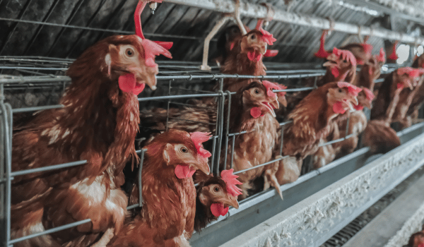 Semana de las gallinas 2 Semana de las gallinas 2