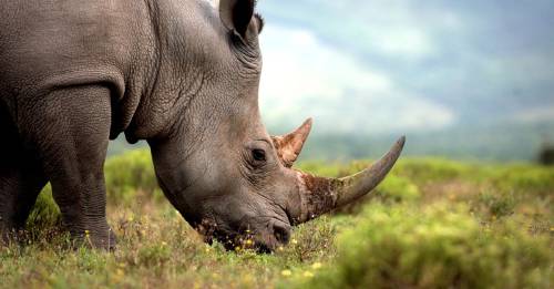 sudafrica reduce caza de rinocerontes