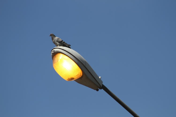 paloma AdobeStock_627141351 paloma AdobeStock_627141351