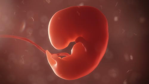 Científicos crean en China “embriones quimera” con mezcla de mono y humano
