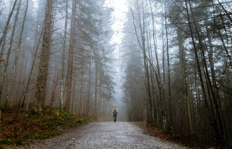 Una persona siguiendo un camino en medio de un bosque