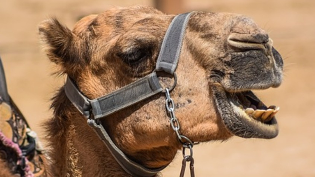 camello La medida surge tras investigaciones de PETA que revelaron abusos, condiciones extremas de trabajo y falta de atención veterinaria. (Foto: SDPnoticias)