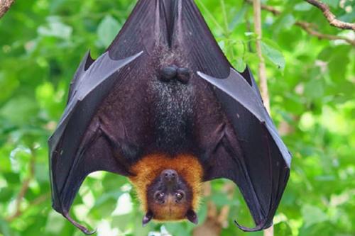 murcielago Imagen: Pinterest