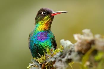 Curiosidades del colibrí