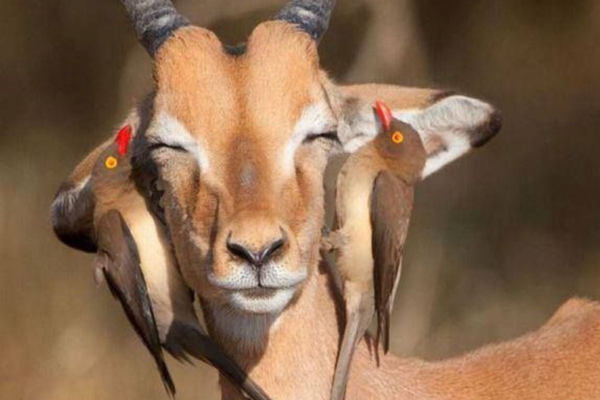 ciervo Con los avances en ecología, el mutualismo comenzó a analizarse en el contexto de su importancia para la biodiversidad. (Foto: Pinterest).