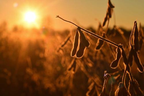 La demanda europea por el aceite de soja podría cuadruplicarse