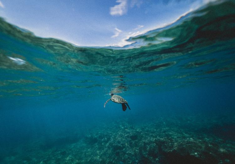 ecosistema marino