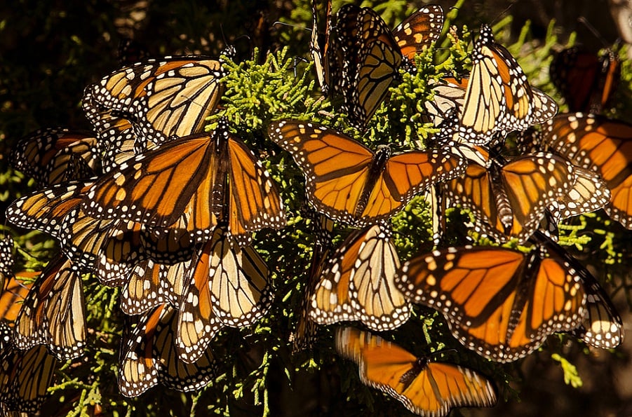 Tipos De Mariposas Y Su Significado: Descubre Todo Sobre Ellas | Bioguia