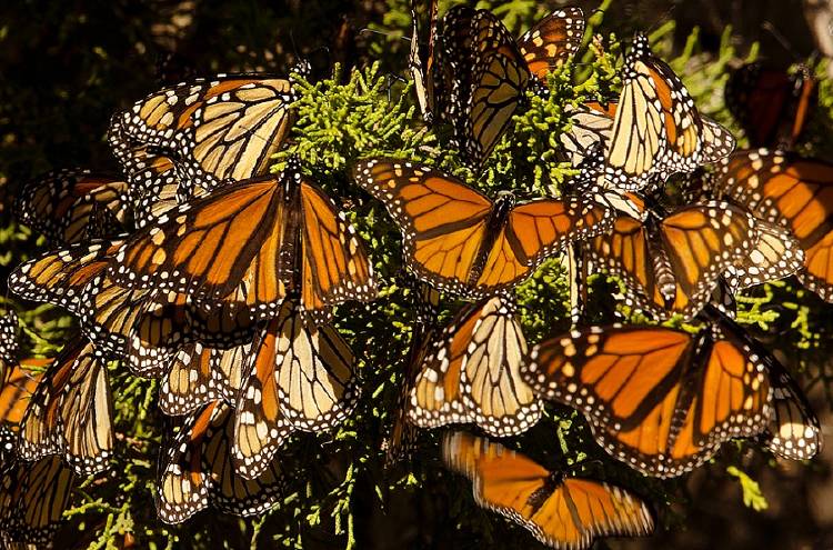 mariposa monarca mariposa monarca