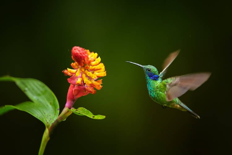 La parábola del colibrí