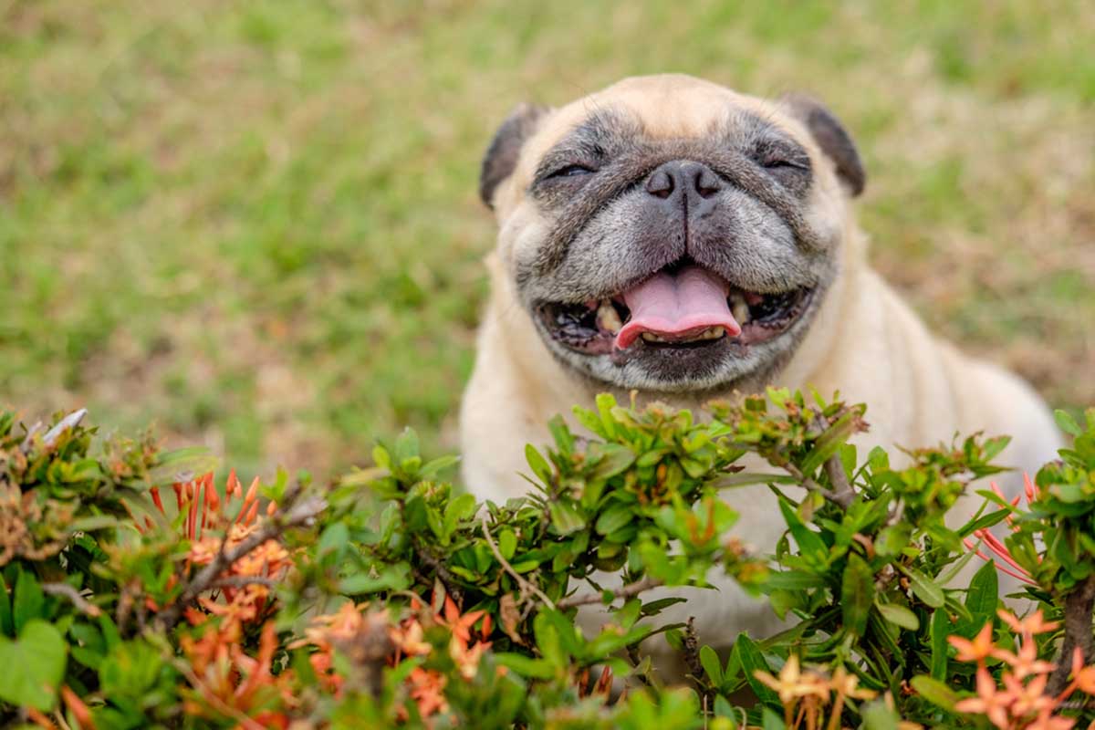 por que mi perro sonrie