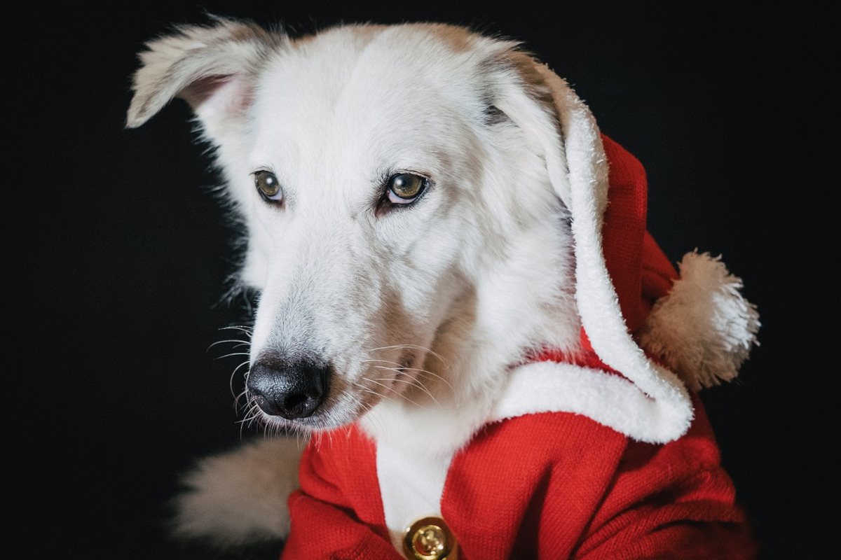 PERRO NAVIDAD PIXABAY dog 5793625_1280 PERRO NAVIDAD PIXABAY dog 5793625_1280