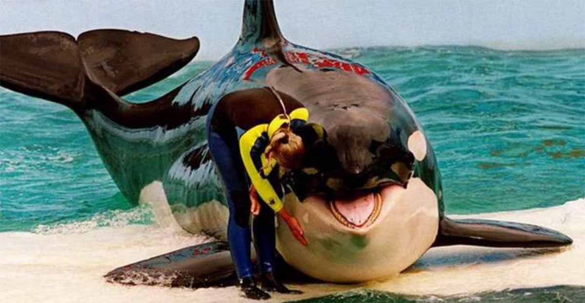 ballena orca3 ballena orca3