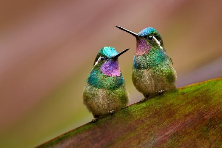 Curiosidades del colibrí