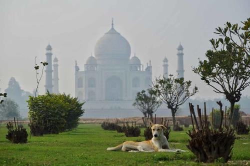 Este estado en India invertirá más de 80 mil dólares para alimentar a perros cal