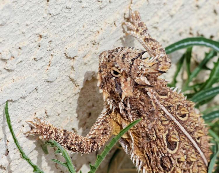 Lagarto escamoso Lagarto escamoso