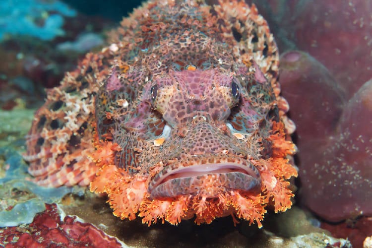 pez extraño animal pez extraño animal