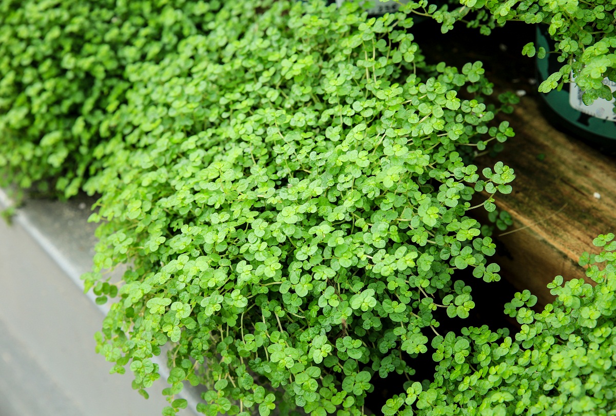 Soleirolia Soleirolii 4 plantas cubresuelos