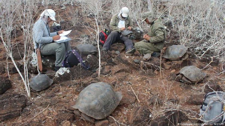 Investigadores miden y cuentan la cantidad de tortugas gigantes en la isla San Cristóbal.