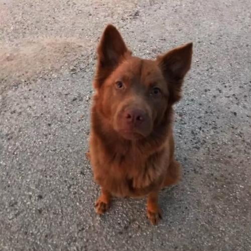 perrita mama perrita mama