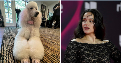 rosalia perro rosalia perro