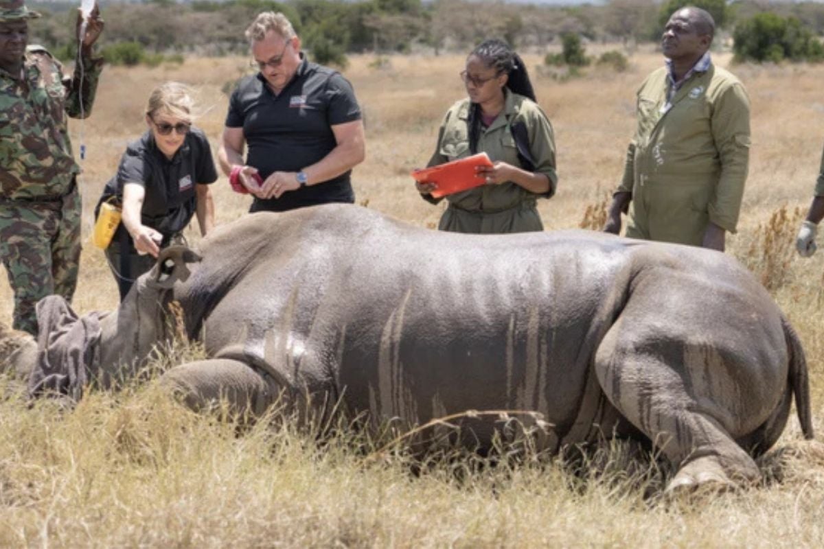 La transferencia de embriones se llevó a cabo en una madre sustituta de la especie rinoceronte blanco del sur.