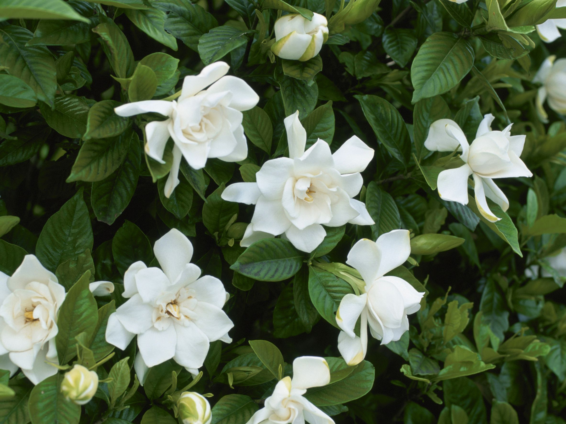 gardenias gardenias