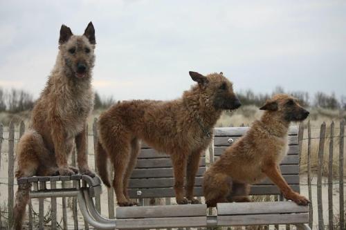Belgian Laekenois Quedan aproximadamente 1000 cachorros en todo el mundo. (Foto: Pinterest)