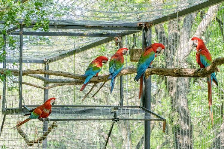 Guacamayo Rojo Tunel Grande Centro Aguará baja resol