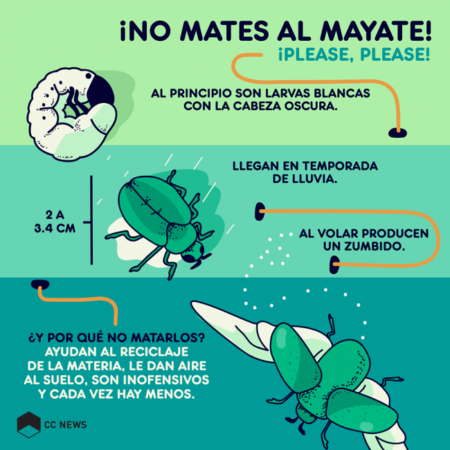 Mayate Mayate