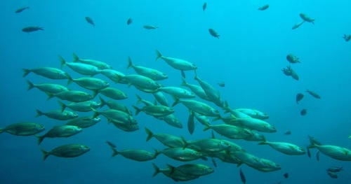 peces florida peces florida