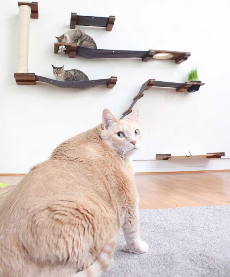gatito