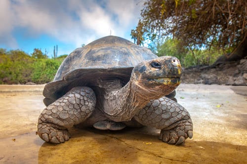 Una tortuga en Galápagos