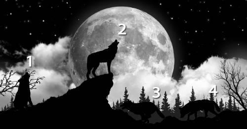 test lobos test lobos