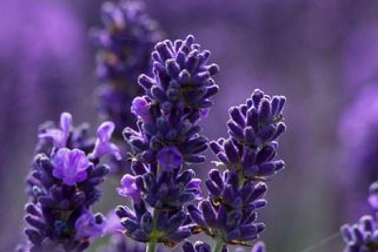 Lavanda La lavanda: un encantador arbusto con un aroma distintivo, cuyas flores adornan los jardines desde mediados de verano hasta principios de otoño. (Foto: Pinterest)