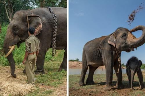 elefantes Bebé elefante perdido corre hacia guarda parques en busca de su madre en India.