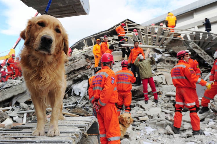 perro terremoto