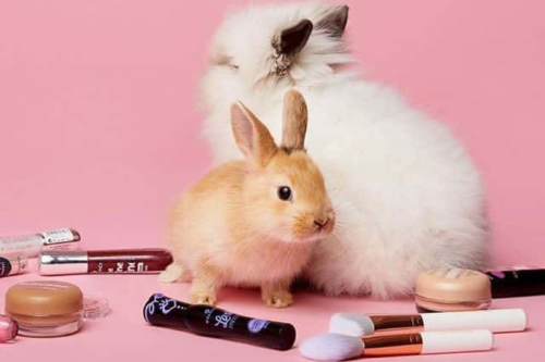 testeo animal Imagen: Pinterest