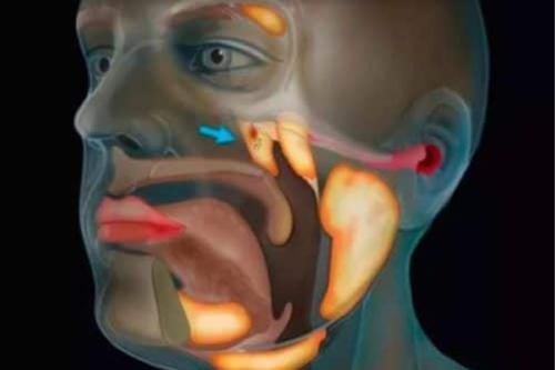 organo Imagen: desilusion.com