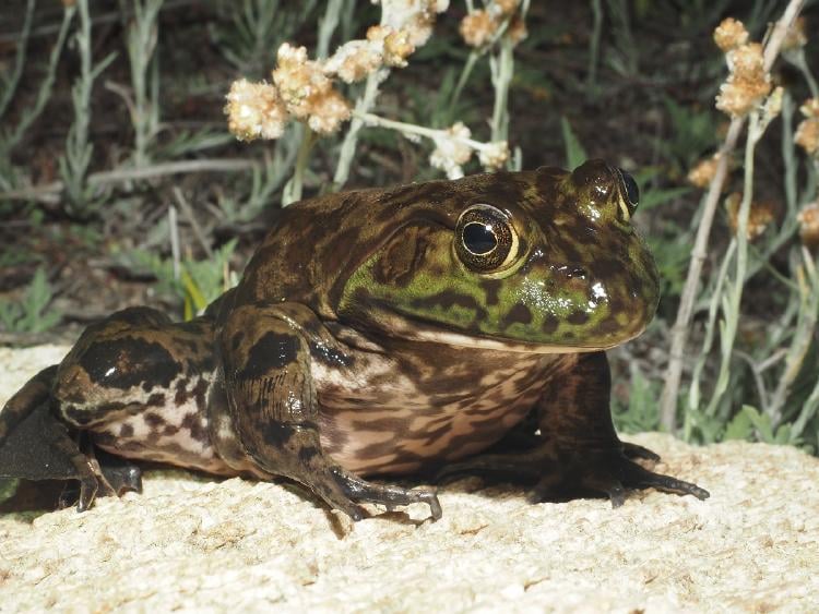 Especie exótica invasora