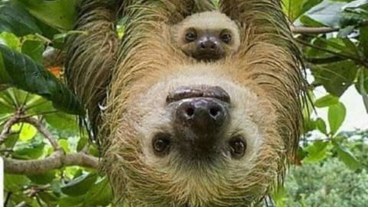 oso perezoso Recordemos que el oso perezoso es un tipo de mamífero conocido como oso perezoso o oso de anteojos. (Foto: Pinterest)