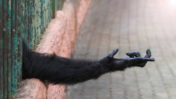 simio jaula simio jaula