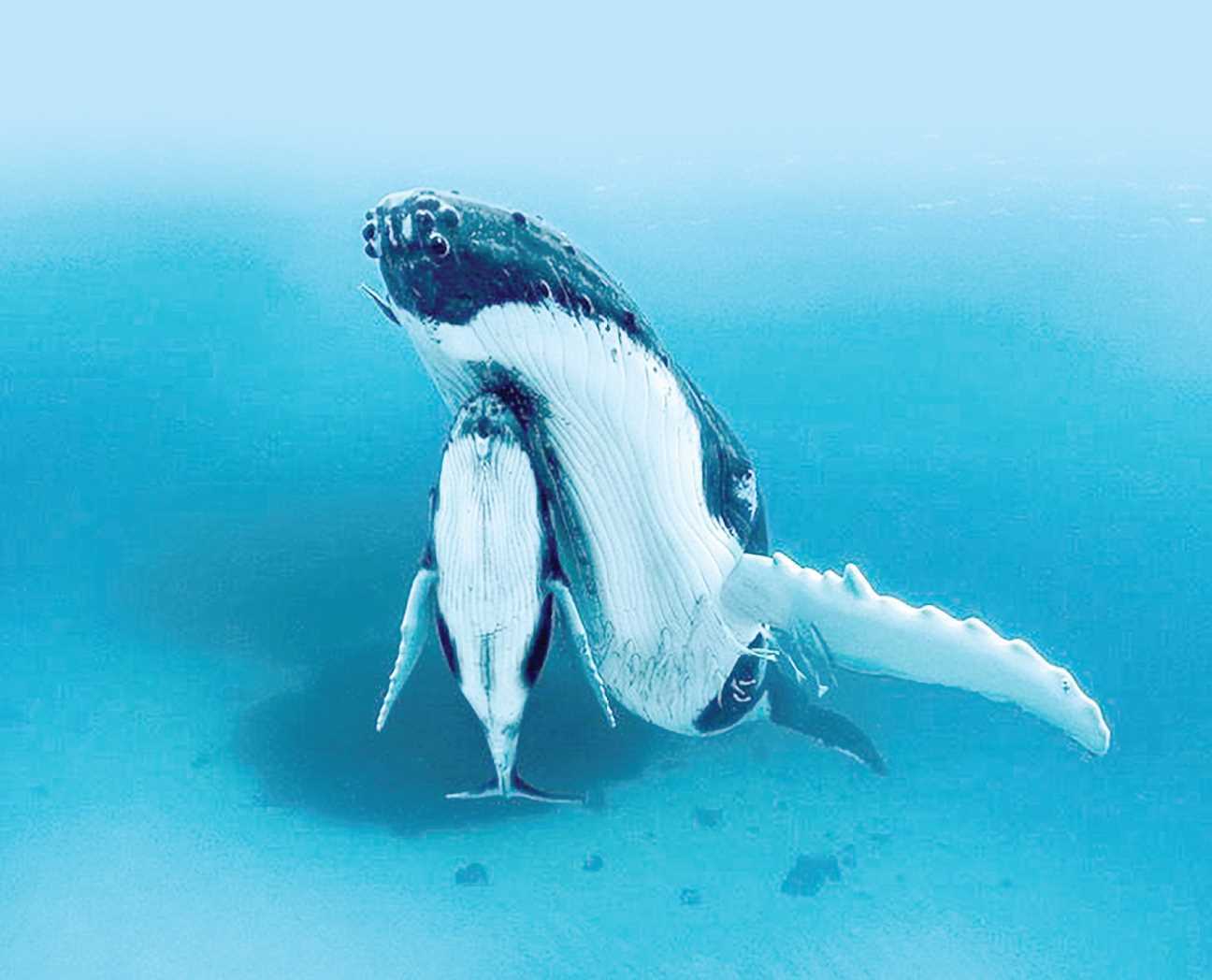mama-ballena-con-cria mama-ballena-con-cria