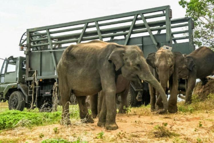 elefantes Elefantes liberados en el parque de Udawalawa en Sri Lanka, el 17 de julio de 2025. (MSN)