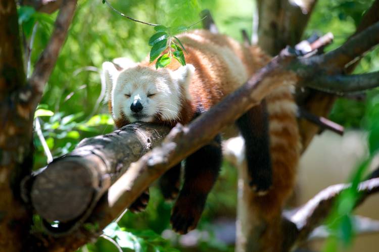 panda rojo Por qué está en peligro el panda rojo