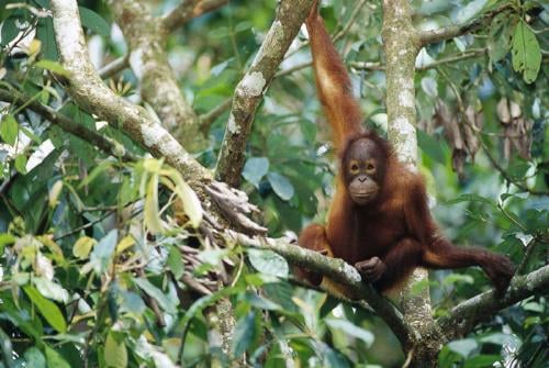 Afirman que los orangutanes de Borneo están muriendo de hambre por la falta de fruta