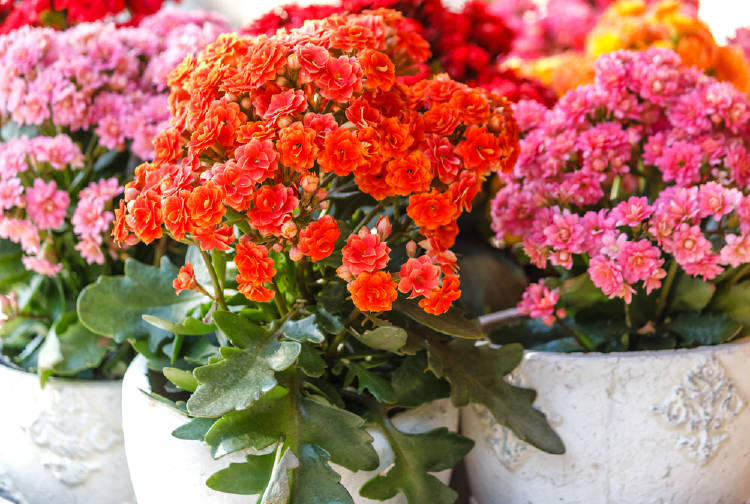 Kalanchoes have their own reserve of water!